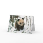 Panda cub on snow, Wolong, Sichuan, China 2 cards