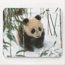 Panda cub on snow, Wolong, Sichuan, China 2 Mousepad