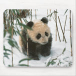 Panda cub on snow, Wolong, Sichuan, China 2 mousepads