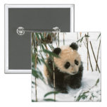 Panda cub on snow, Wolong, Sichuan, China 2 Pins