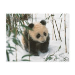 Panda cub on snow, Wolong, Sichuan, China 2 postcards