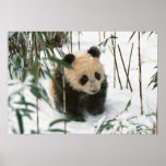 Panda cub on snow, Wolong, Sichuan, China 2 posters