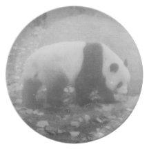 panda dinner plate