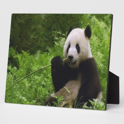 Panda Display Plaques