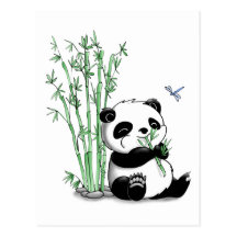 Panda Eating Bamboo Post Card