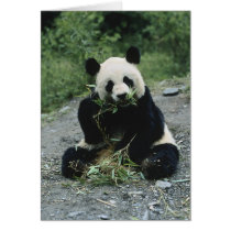 Panda Eating Greeting Cards