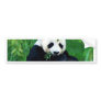 Panda Eating Leaves Bumper Stickers
