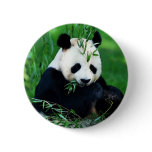 Panda Eating Leaves buttons