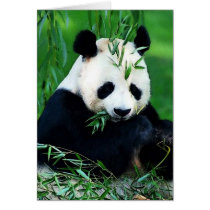 Panda Eating Leaves Greeting Cards
