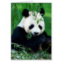 Panda Eating Leaves Greeting Cards
