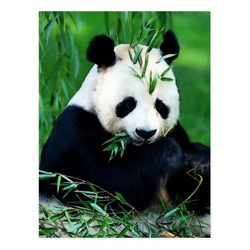 Panda Eating Leaves Postcard | Zazzle