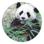 Panda Eating Leaves stickers