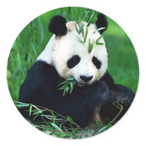 Panda Eating Leaves Sticker