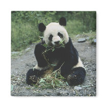 Panda Eating Refrigerator Magnet