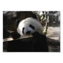 Panda Eating Photograph