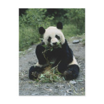 Panda Eating Postcard