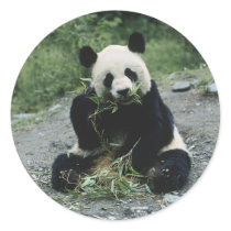 Panda Eating Round Stickers