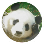 Panda Face plates