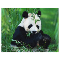 Panda Flyer