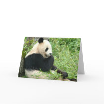 Panda Greeting Card