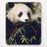 Panda having a bit of lunch.  Mousepad