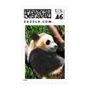 Panda in Tree stamp