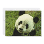 Panda Invitation