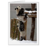 panda lift greeting cards