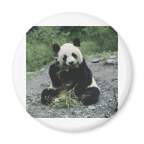 Panda Magnets