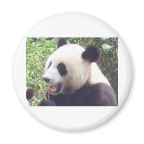 Panda Fridge Magnets