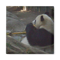 panda magnets by pbkooistra panda magnets