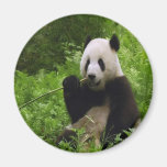 panda, pandas, bear, bears, black, white