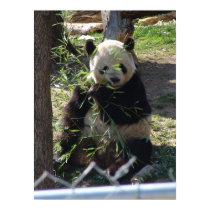 Panda Mania part III Poster