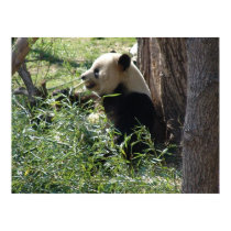 Panda Mania part V Posters