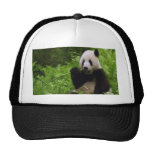 panda, pandas, bear, bears, black, white