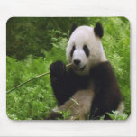 panda, pandas, bear, bears, black, white