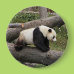 Panda on Log Pins