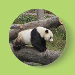 Panda on Log Pinback Button