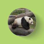 Panda on Log Pinback Button