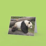 Panda on Log Card