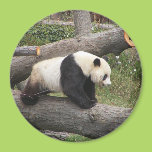 Panda on Log Refrigerator Magnet