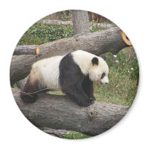 Panda on Log magnets by crittercircus Panda on Log magnets