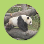 Panda on Log Magnet