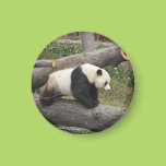 Panda on Log Fridge Magnets