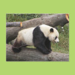 Panda on Log Postcard