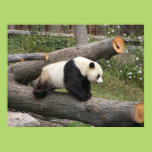 Panda on Log Print