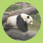 Panda on Log Round Stickers