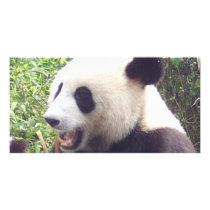 Panda photo cards