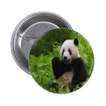 panda, pandas, bear, bears, black, white