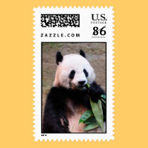 A Chinese giant panda